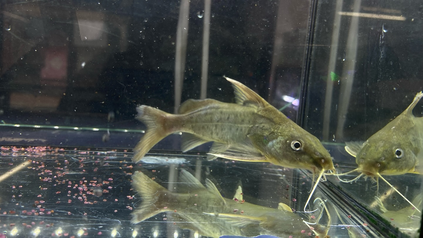 NEWタンザニア便