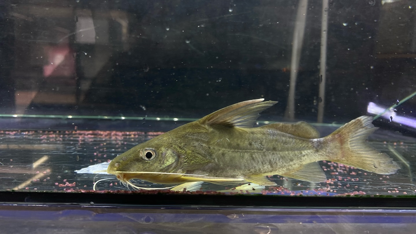 NEWタンザニア便