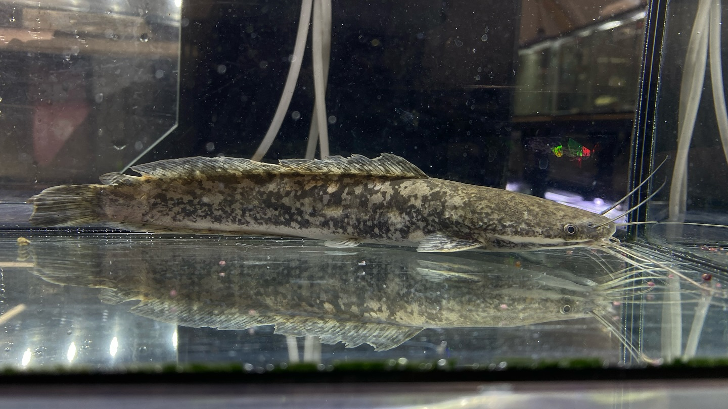 【直輸入】カメルーン便