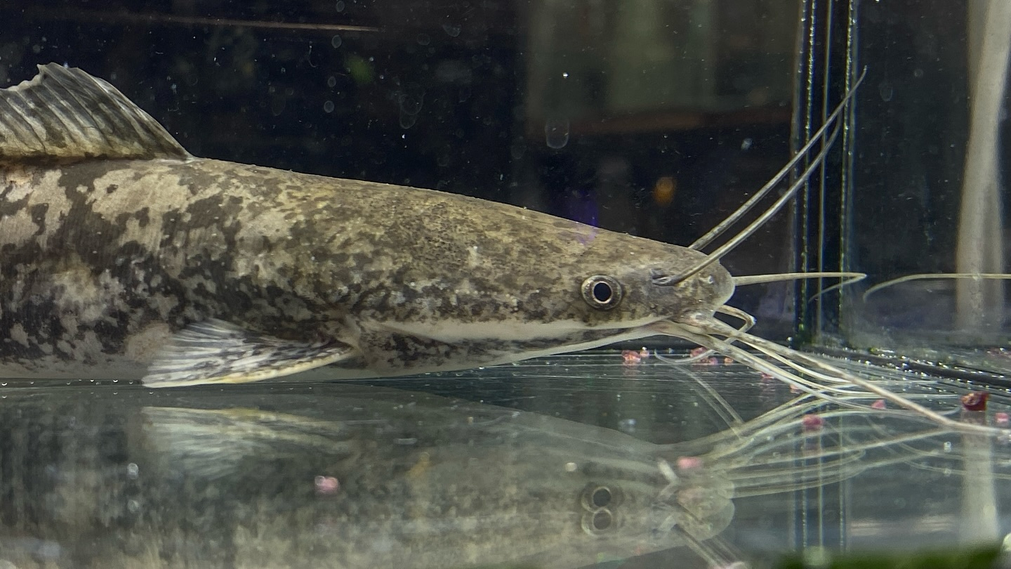 【直輸入】カメルーン便