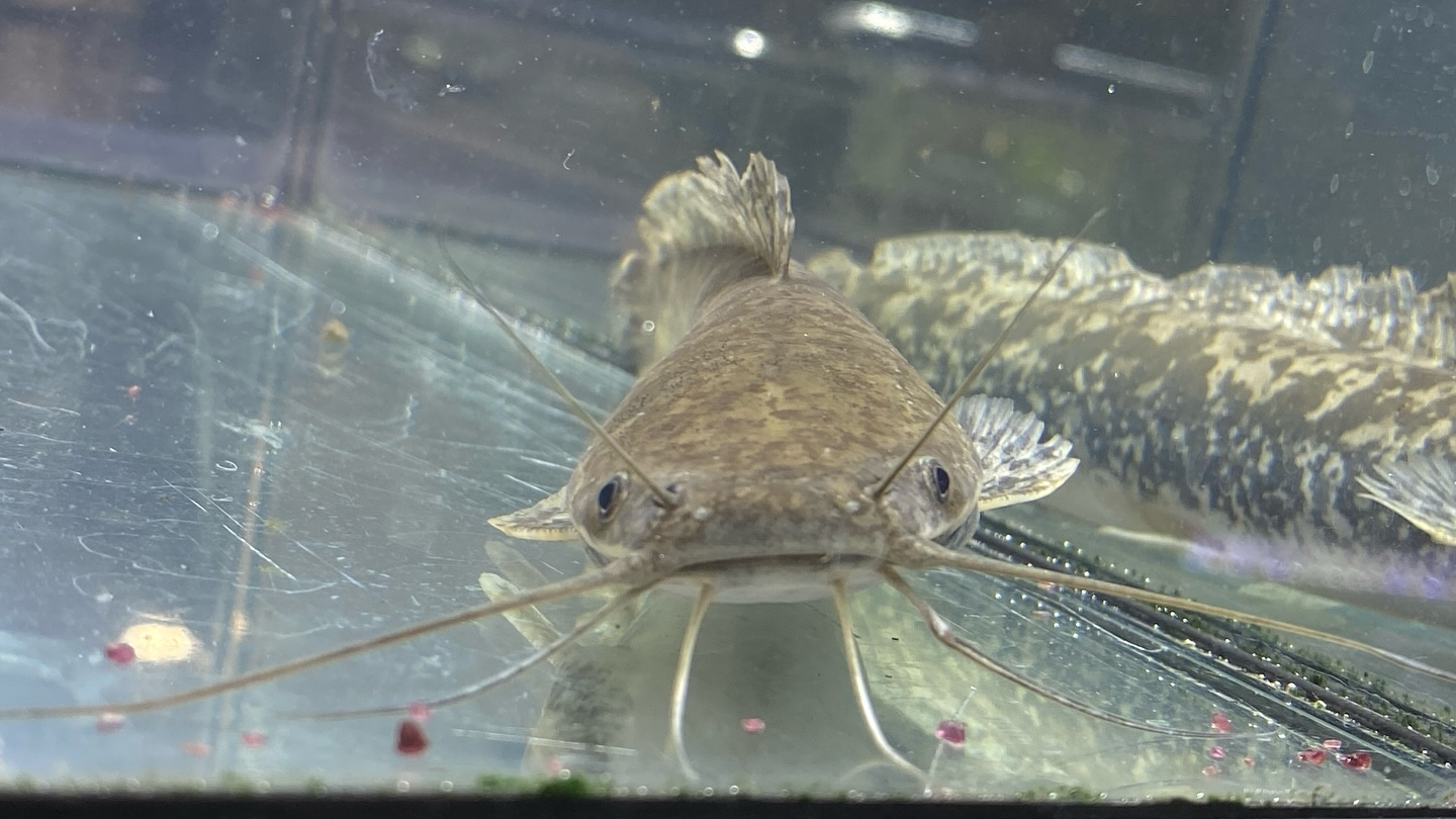 【直輸入】カメルーン便