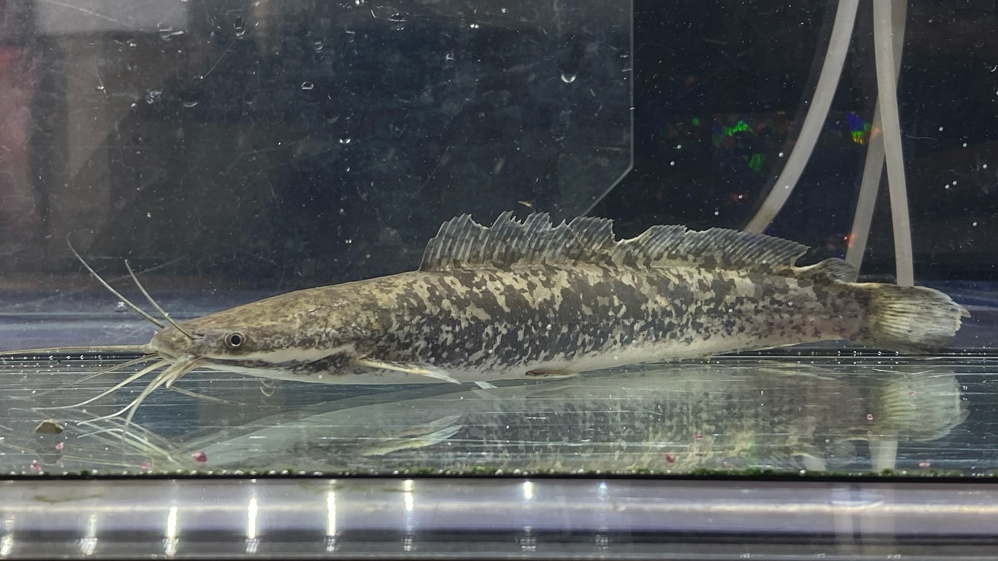 【直輸入】カメルーン便