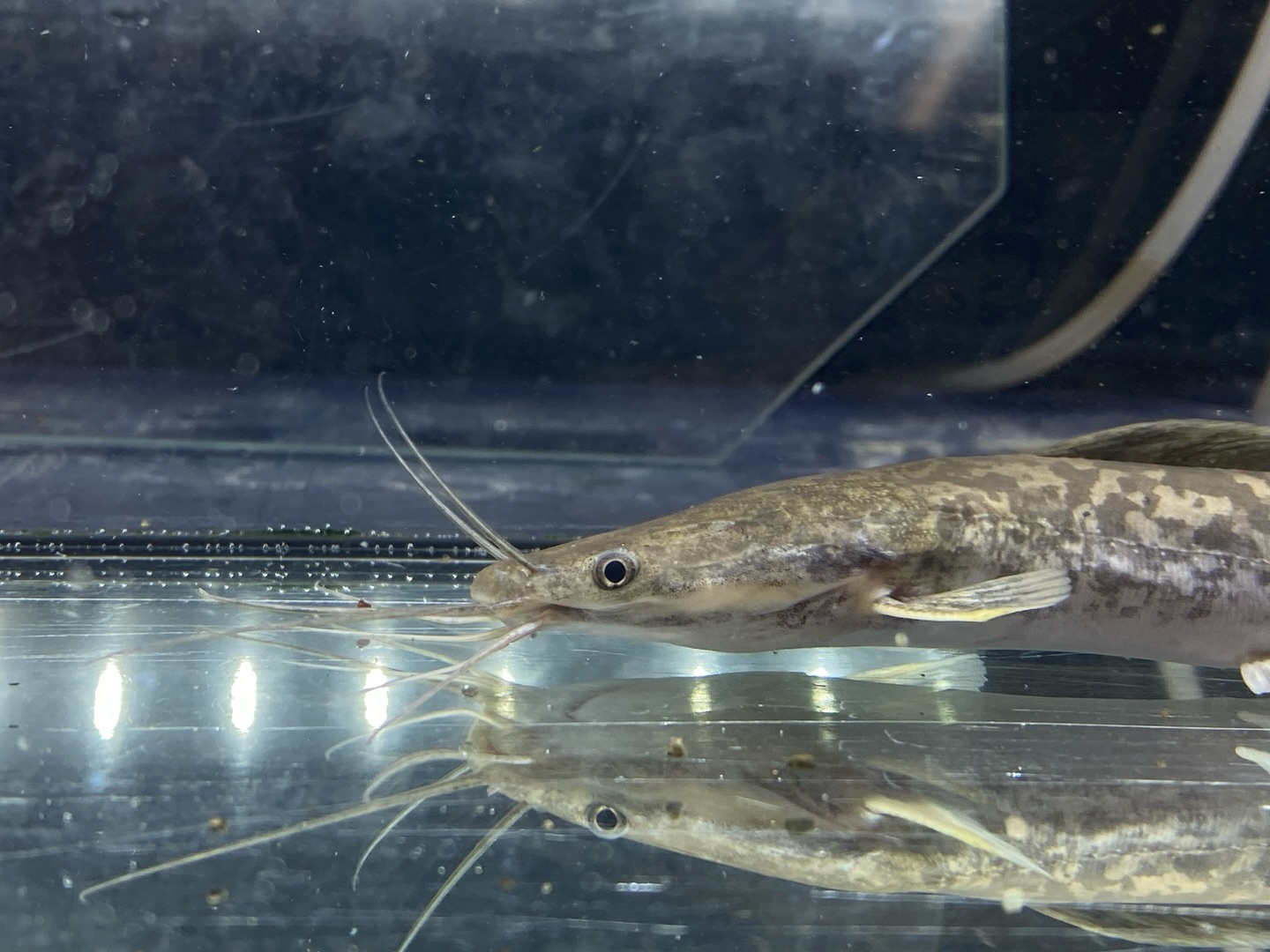 【直輸入】カメルーン便 