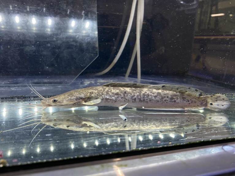 【直輸入】カメルーン便 