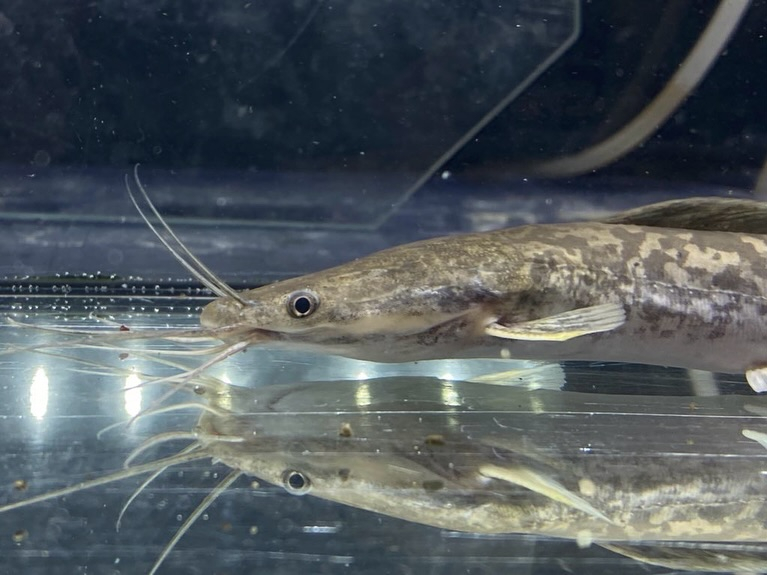 【直輸入】カメルーン便 