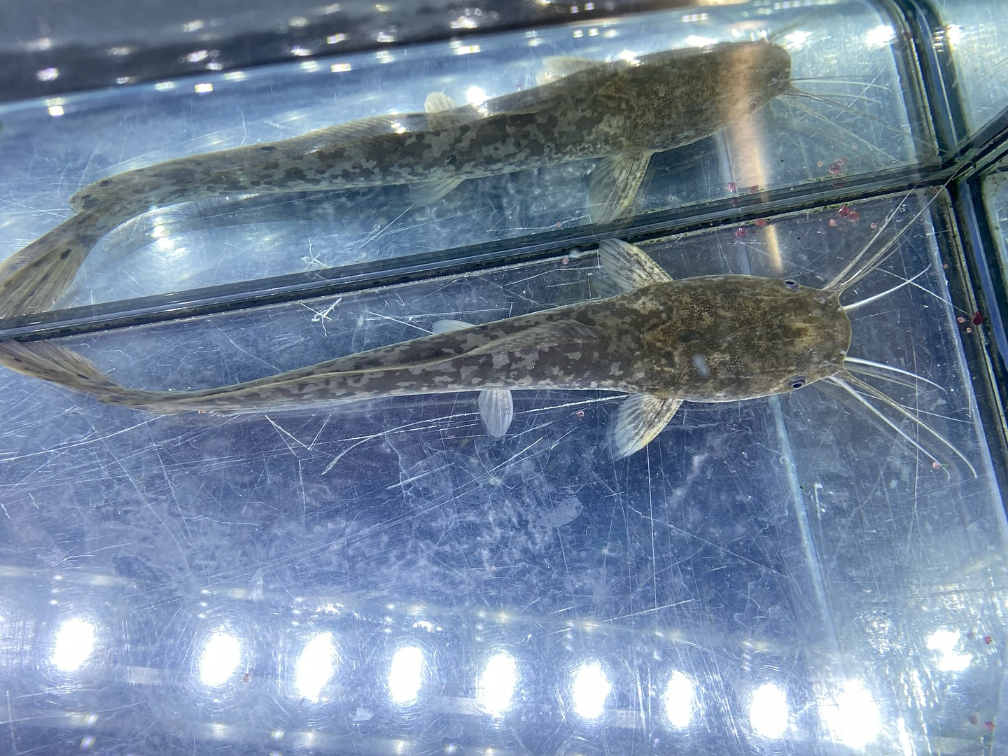 【直輸入】カメルーン便 