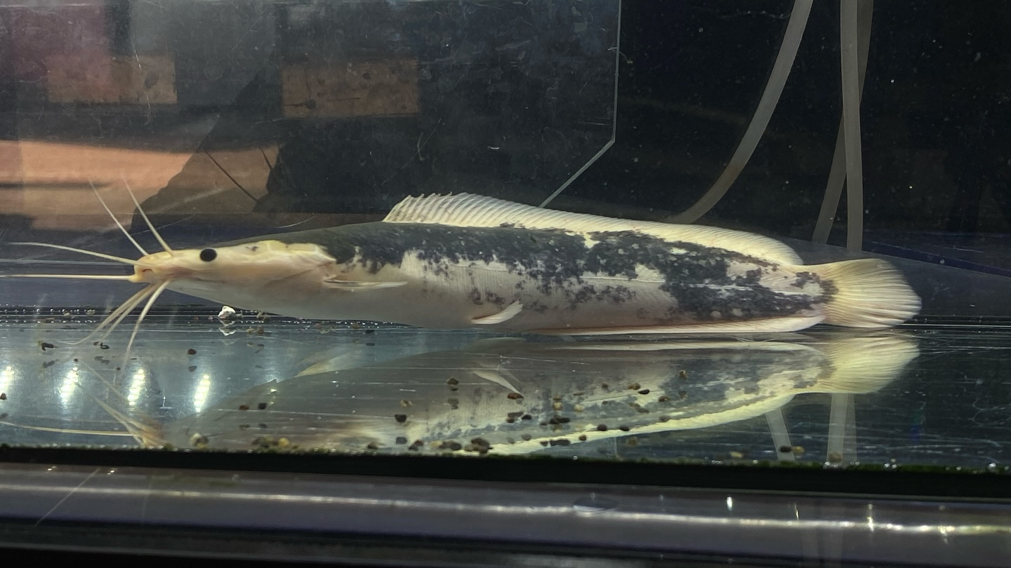 【直輸入】カメルーン便 