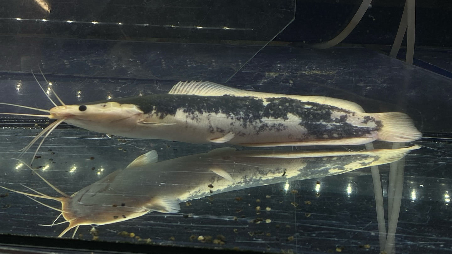 【直輸入】カメルーン便 