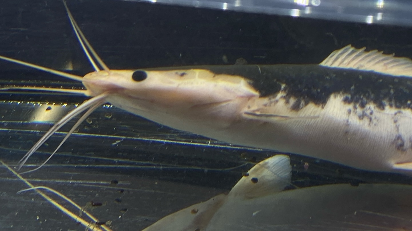 【直輸入】カメルーン便 