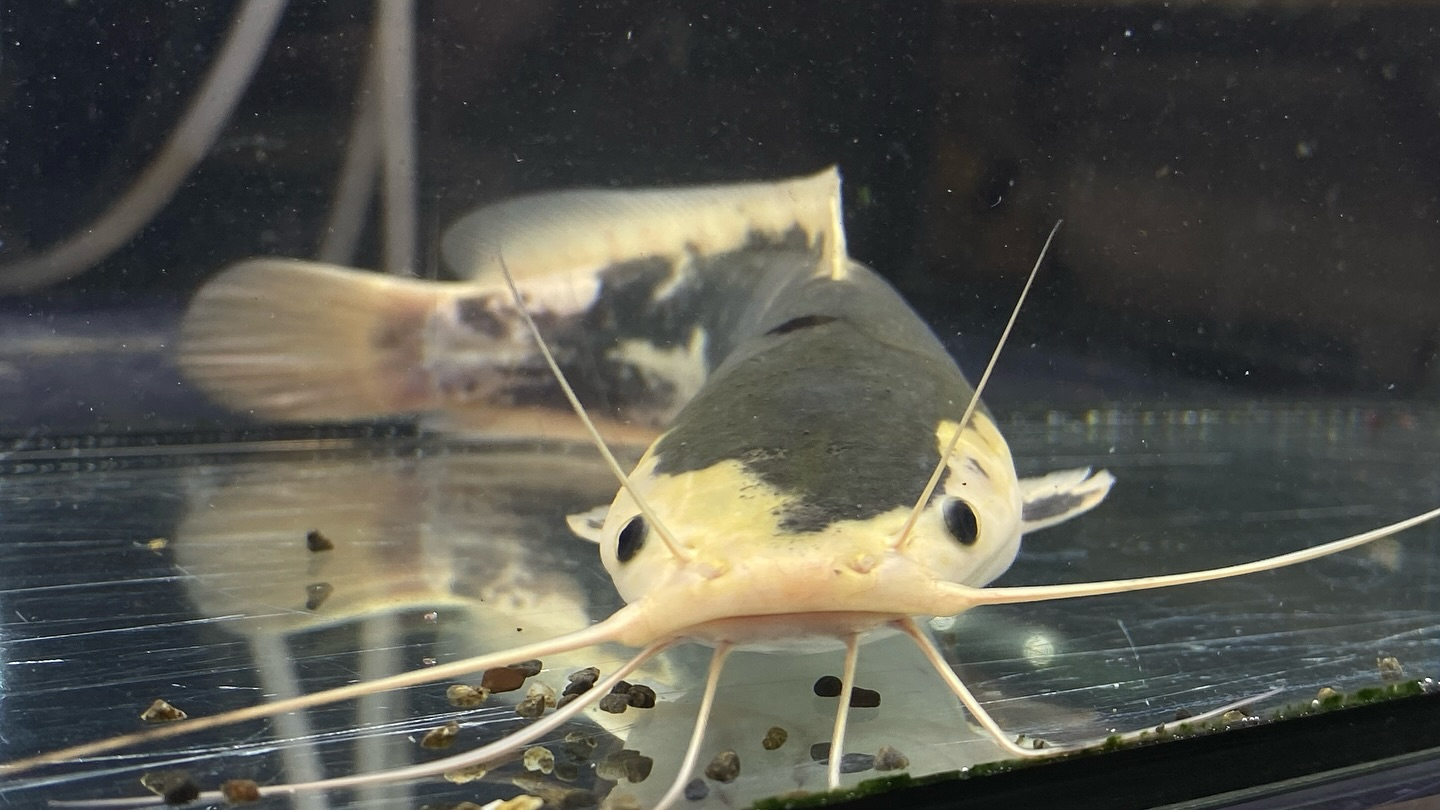 【直輸入】カメルーン便 