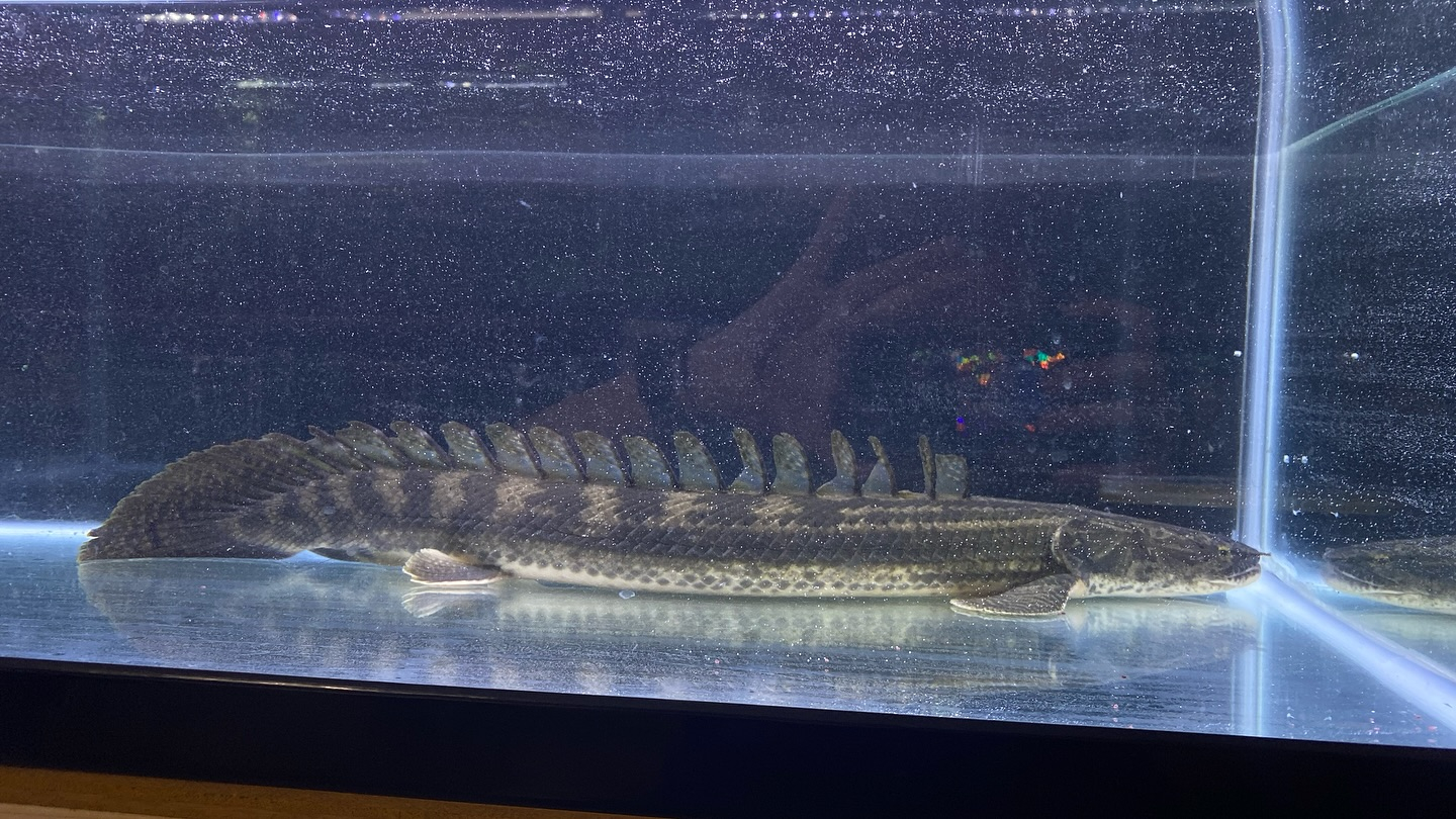 aquastyleg.base.shop/items/105...