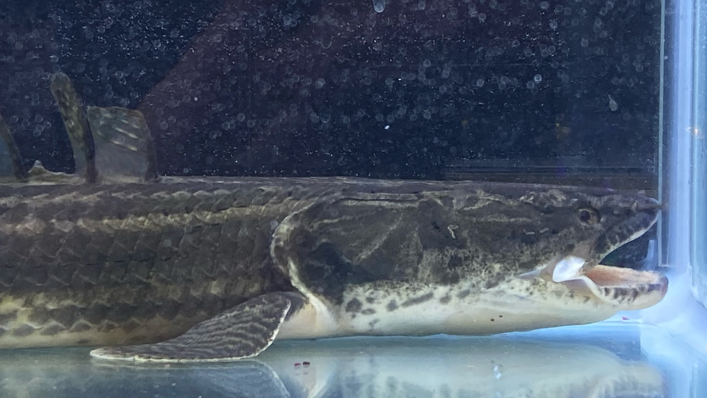 aquastyleg.base.shop/items/105...