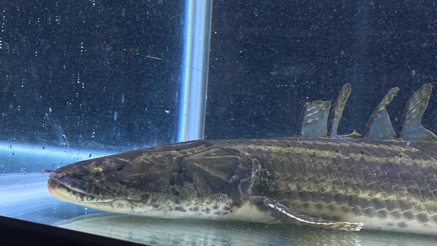 aquastyleg.base.shop/items/105...