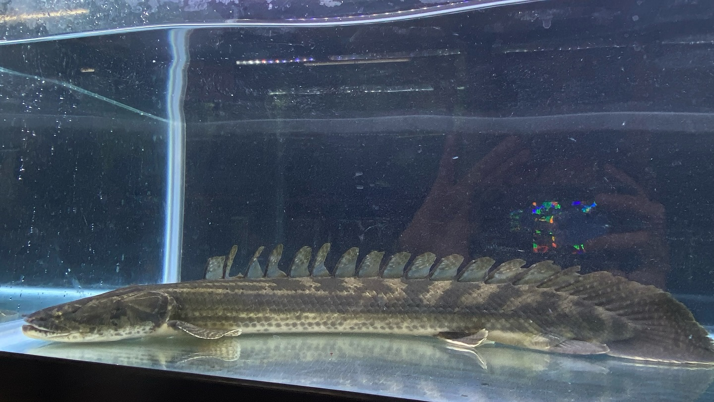 aquastyleg.base.shop/items/105...