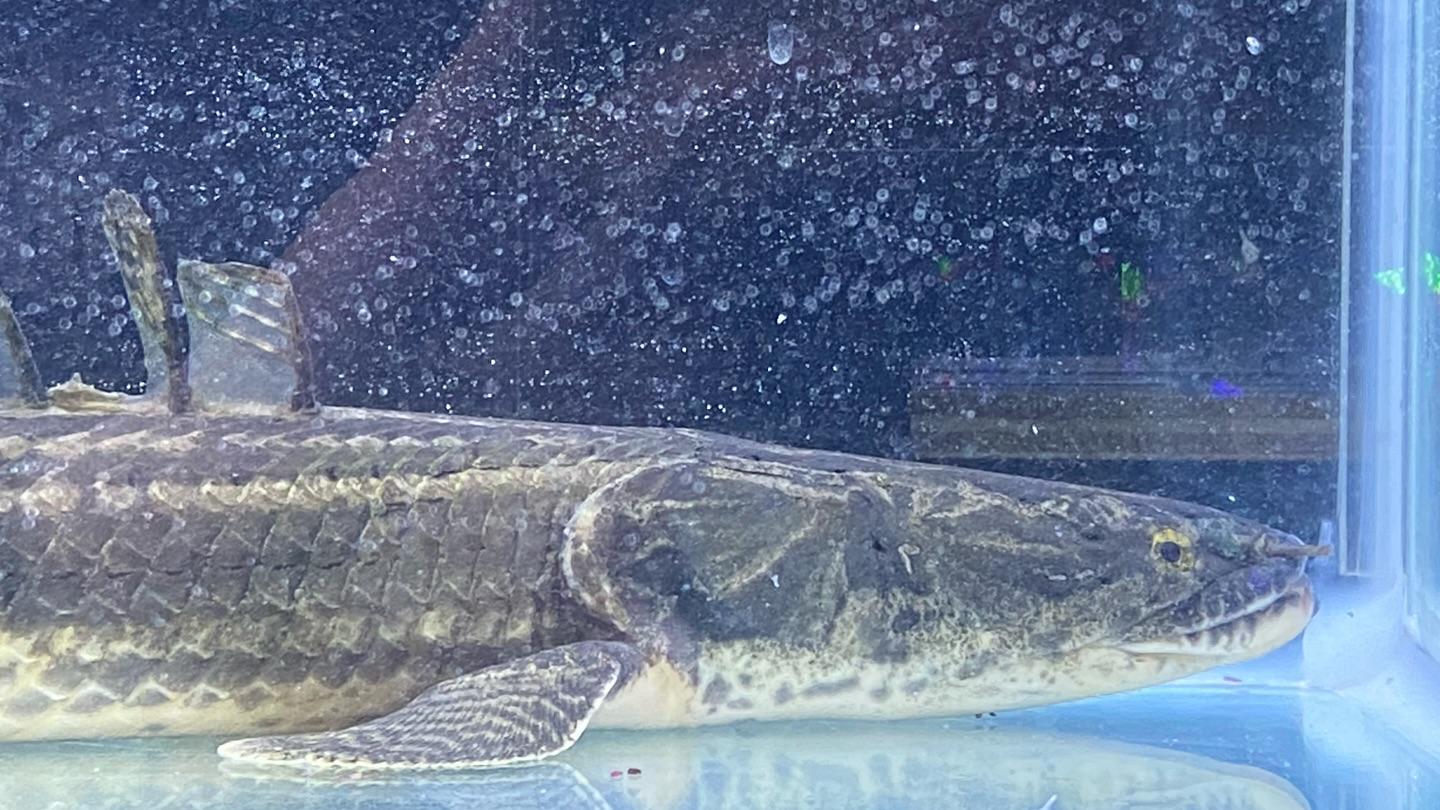 aquastyleg.base.shop/items/105...