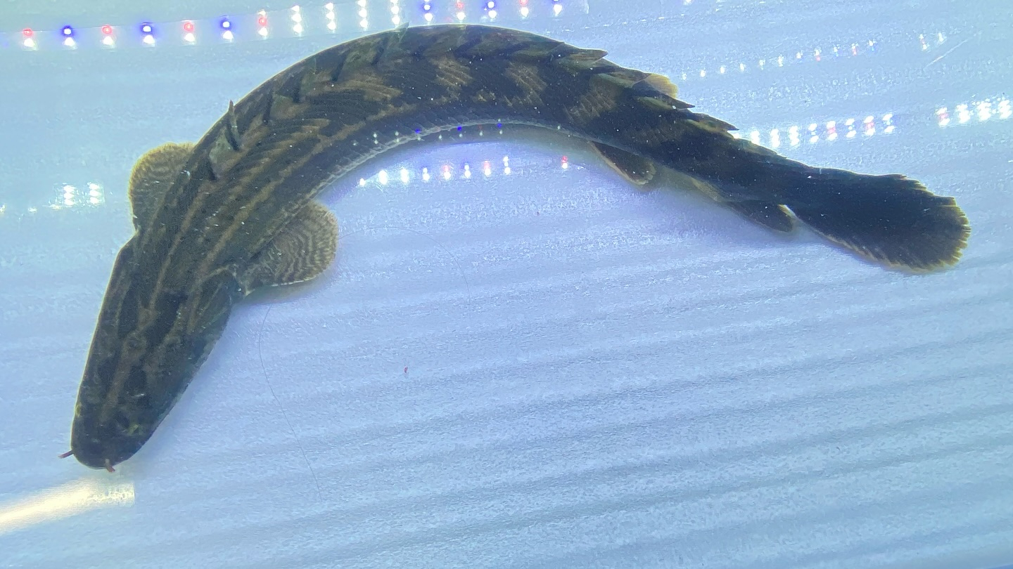 aquastyleg.base.shop/items/105...