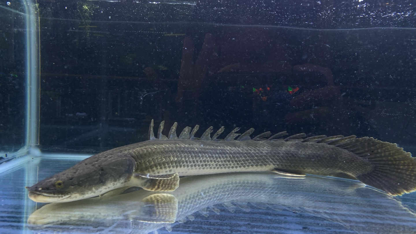 aquastyleg.base.shop/items/105...