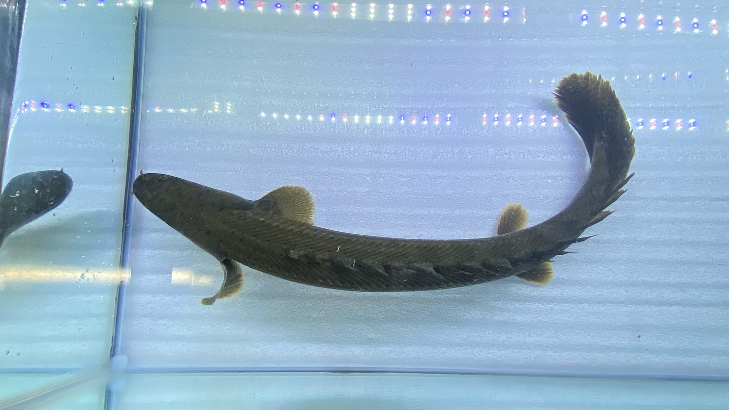 aquastyleg.base.shop/items/105...