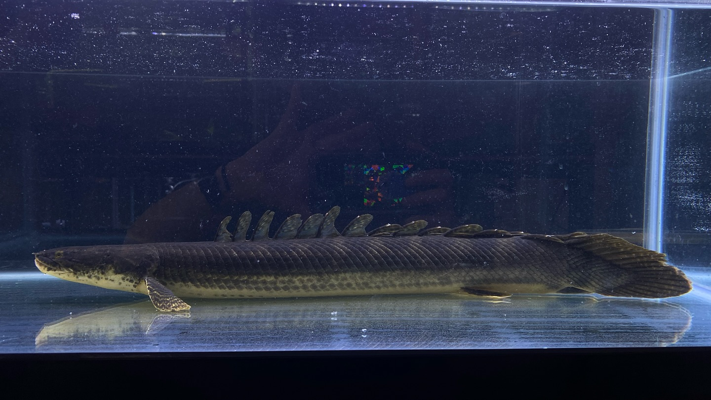 aquastyleg.base.shop/items/105...