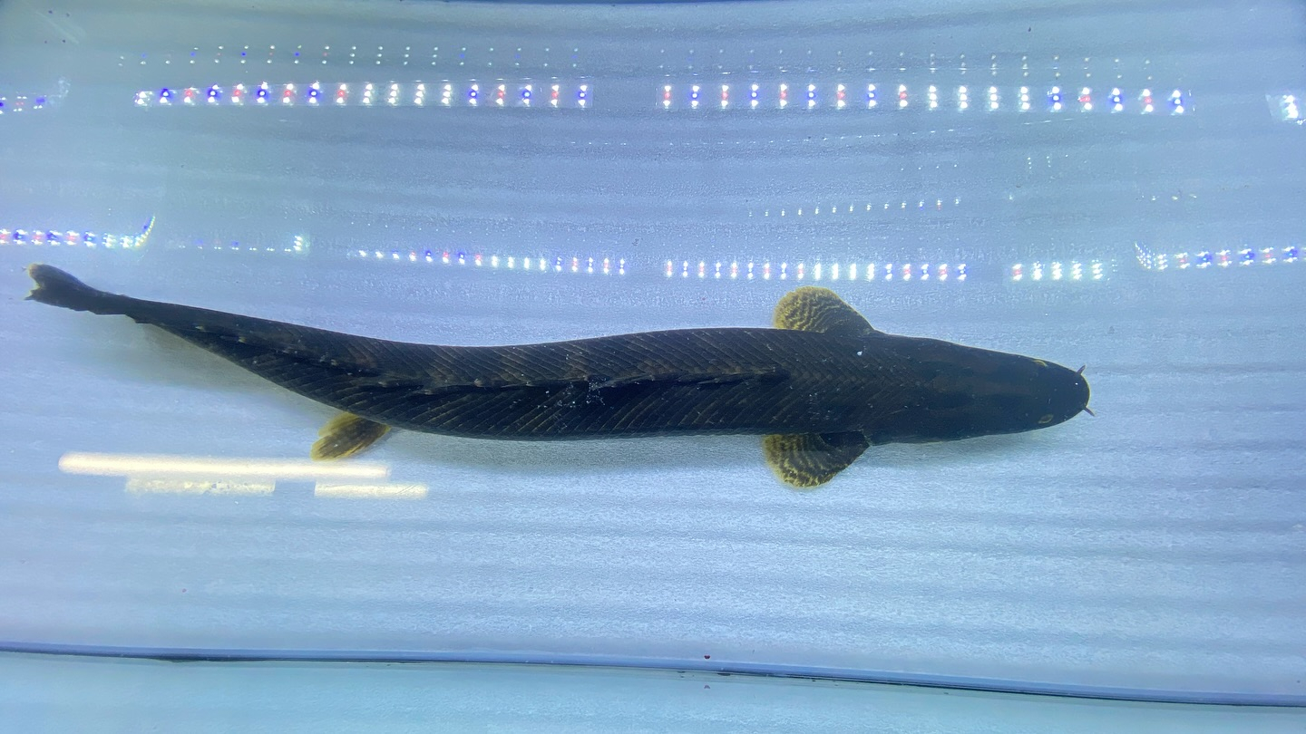 aquastyleg.base.shop/items/105...