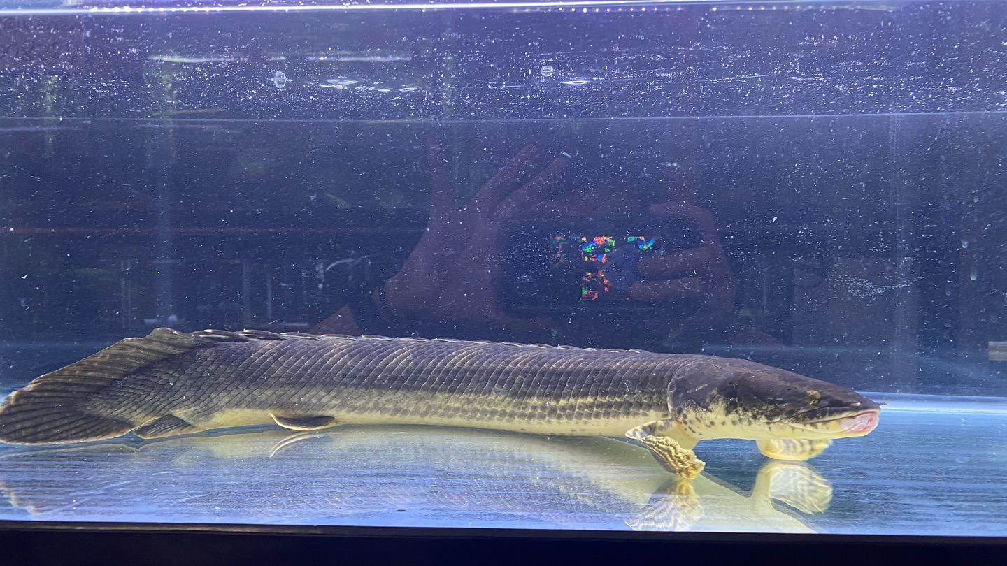 aquastyleg.base.shop/items/105...