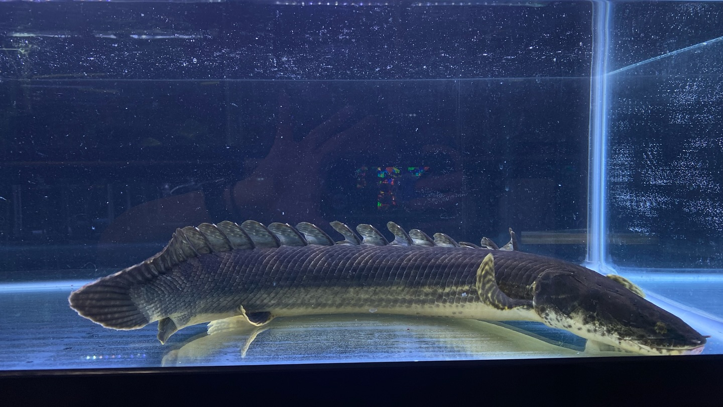 aquastyleg.base.shop/items/105...