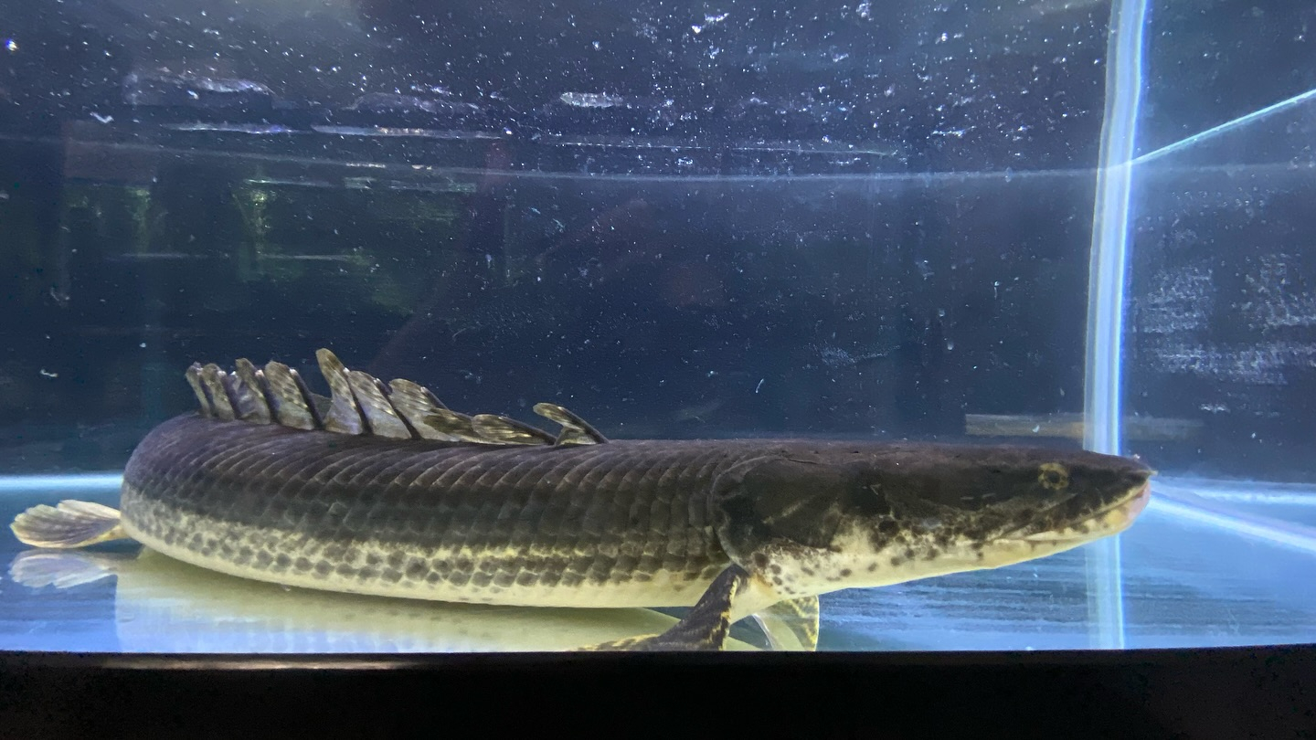 aquastyleg.base.shop/items/105...