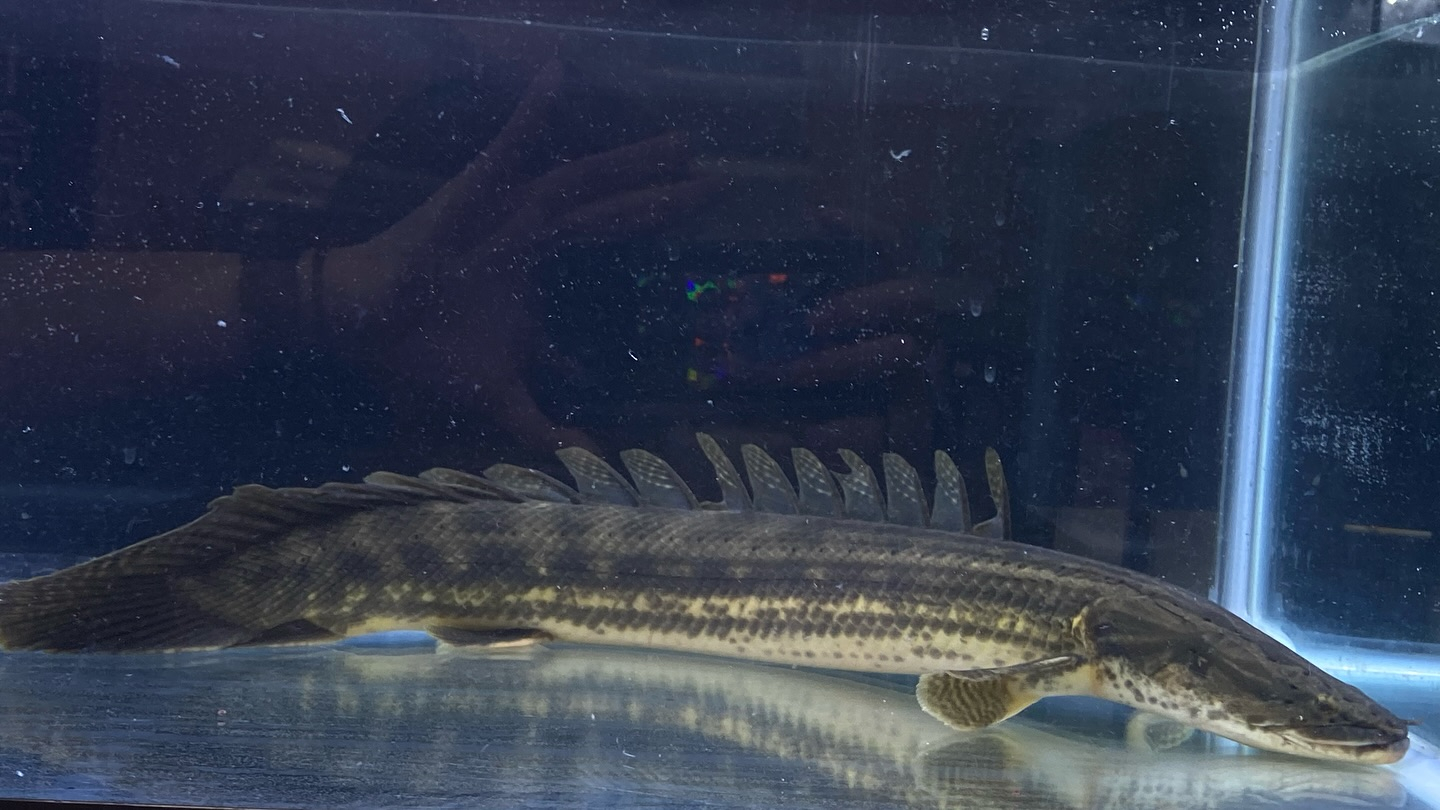 aquastyleg.base.shop/items/105...