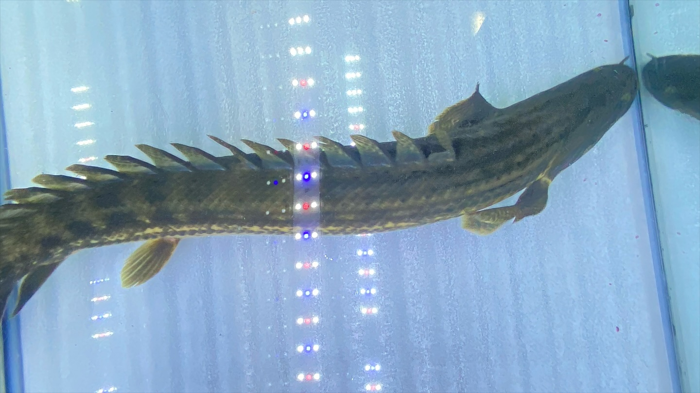 aquastyleg.base.shop/items/105...