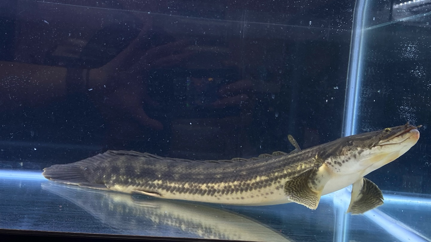 aquastyleg.base.shop/items/105...