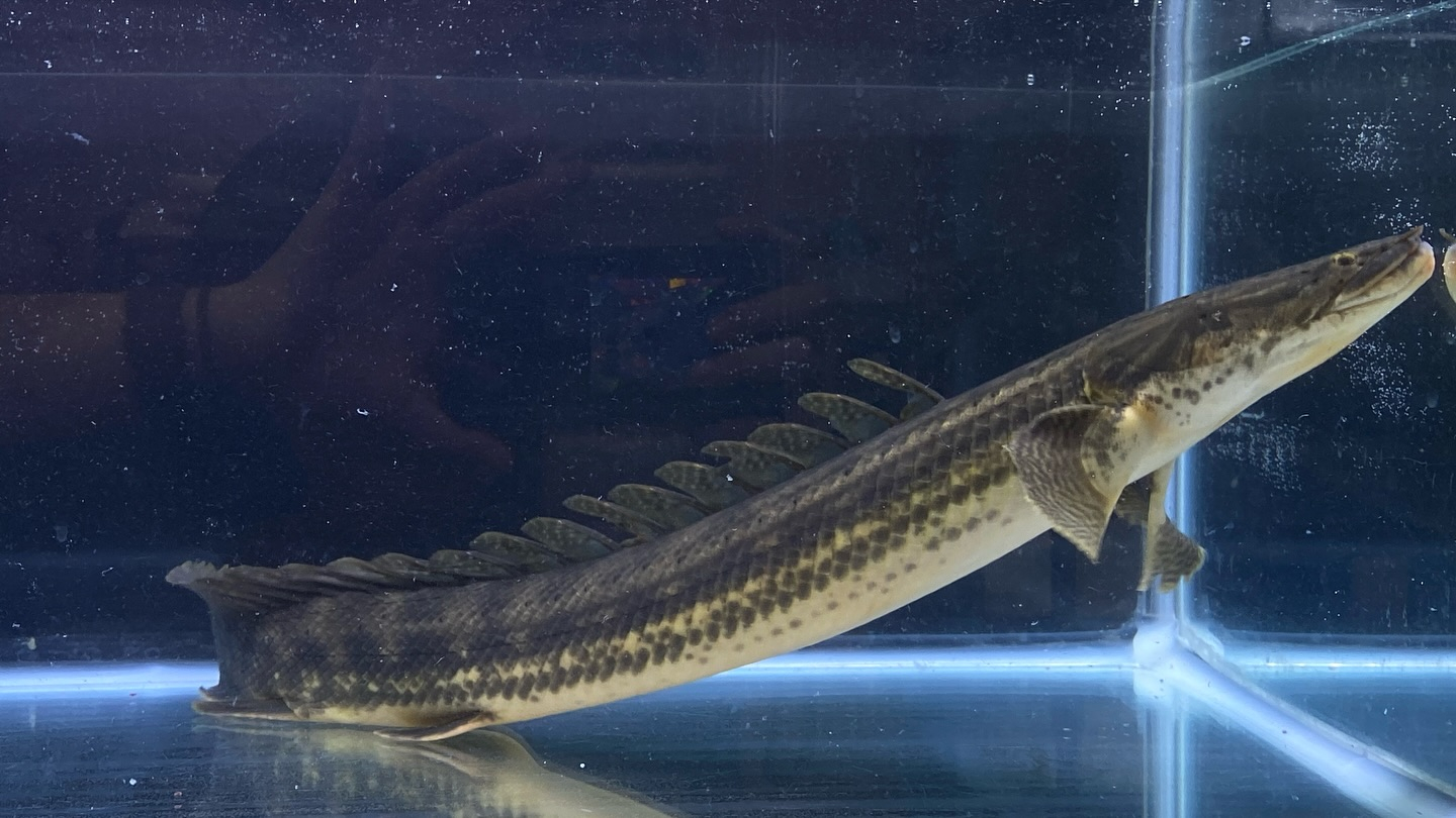 aquastyleg.base.shop/items/105...