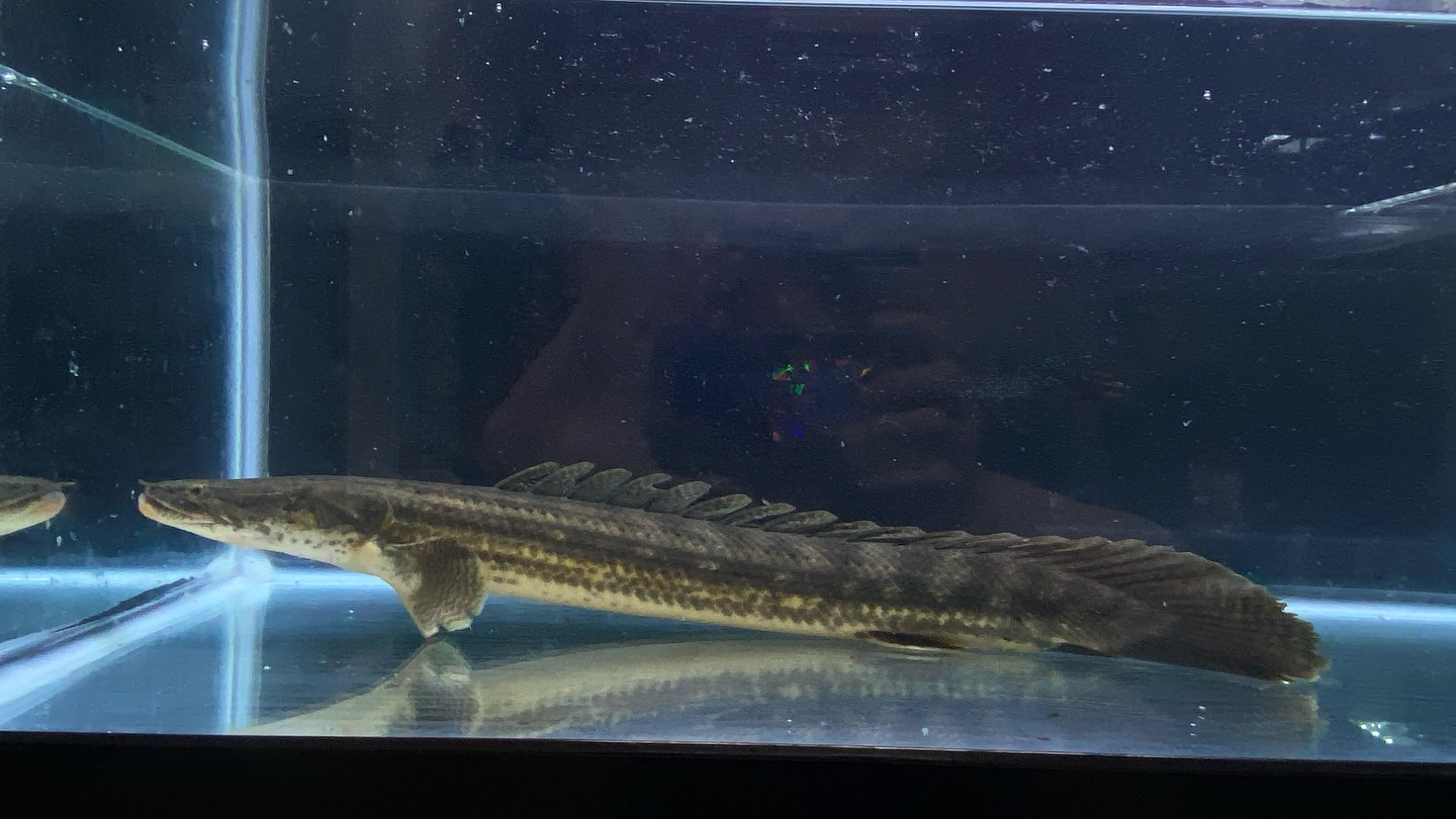 aquastyleg.base.shop/items/105...