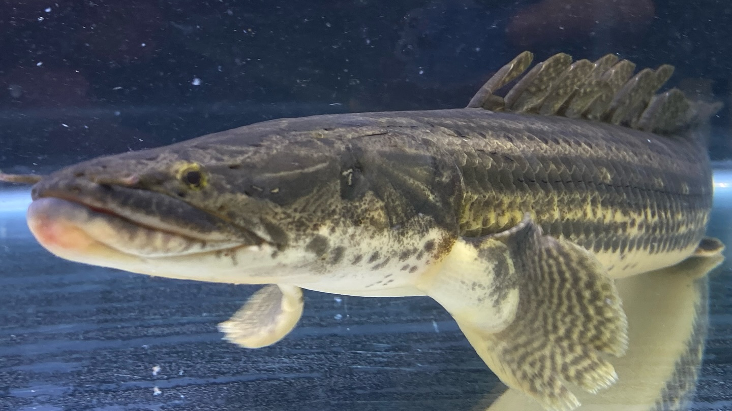 aquastyleg.base.shop/items/105...