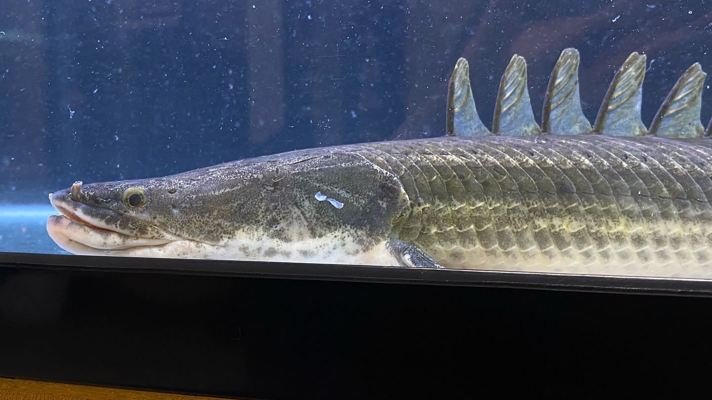 aquastyleg.base.shop/items/105...