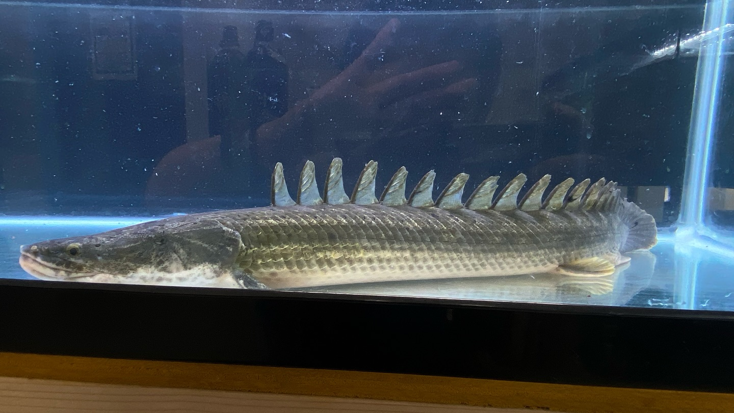 aquastyleg.base.shop/items/105...