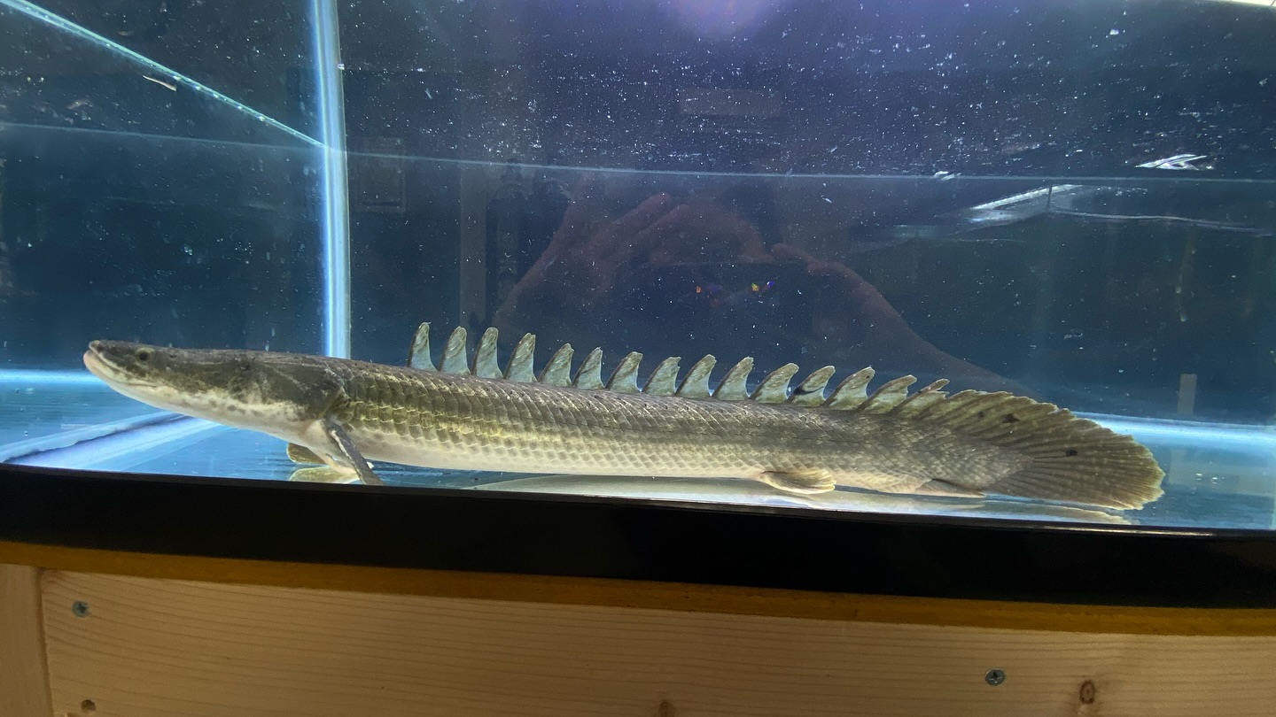 aquastyleg.base.shop/items/105...