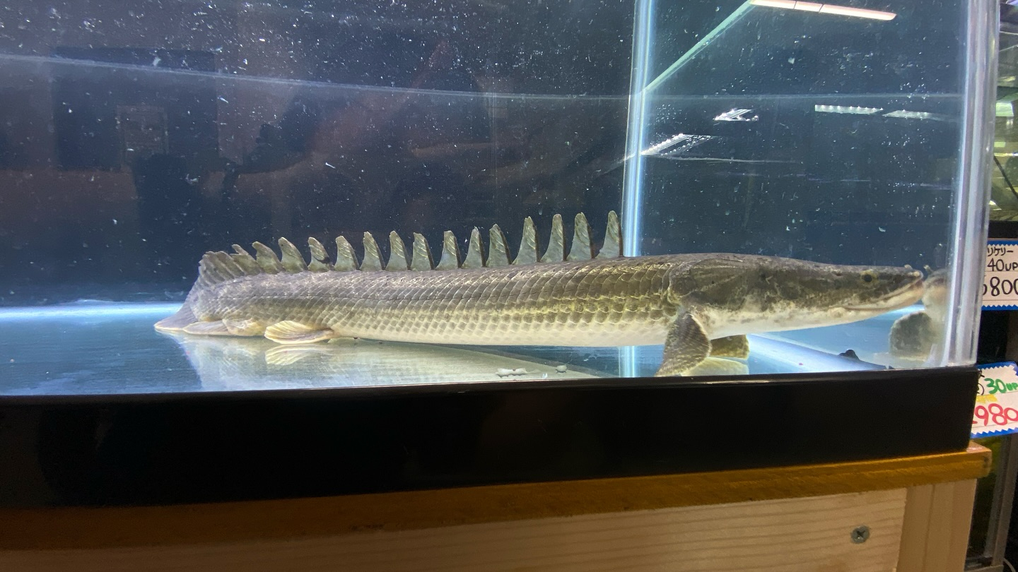 aquastyleg.base.shop/items/105...