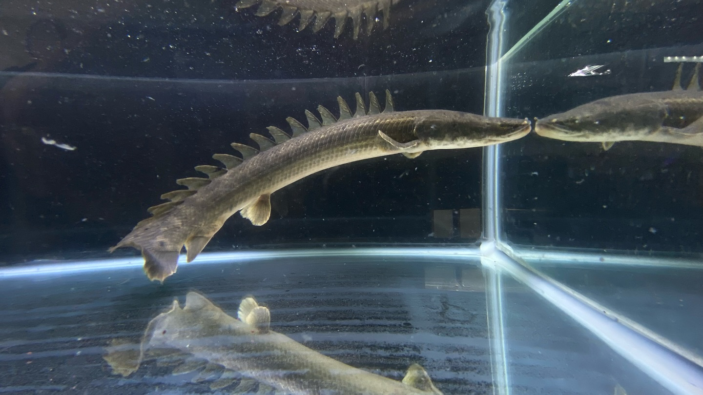 aquastyleg.base.shop/items/105...