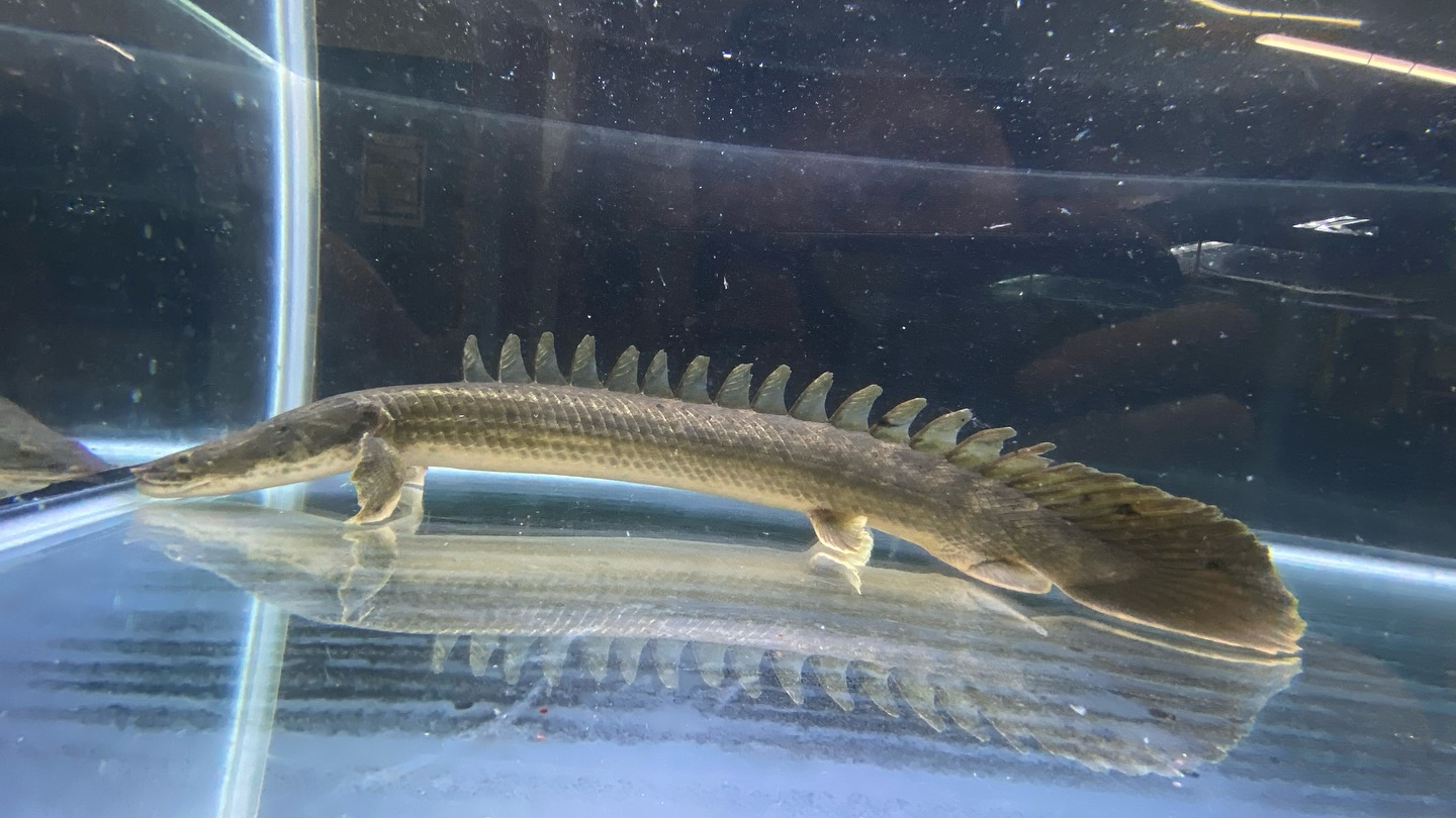 aquastyleg.base.shop/items/105...