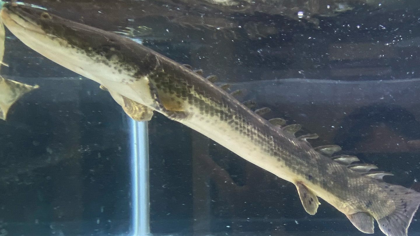 aquastyleg.base.shop/items/105...