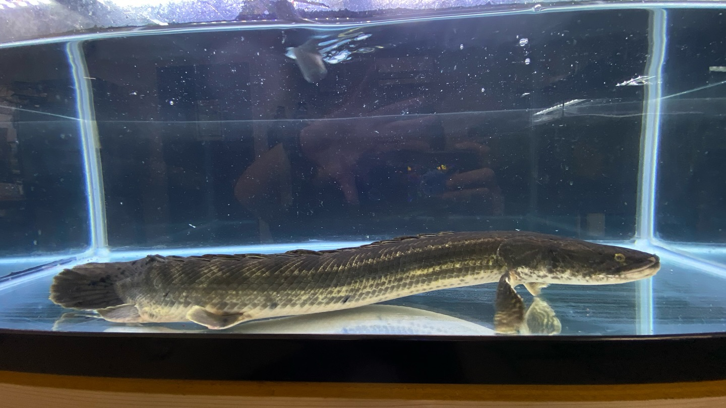 aquastyleg.base.shop/items/105...