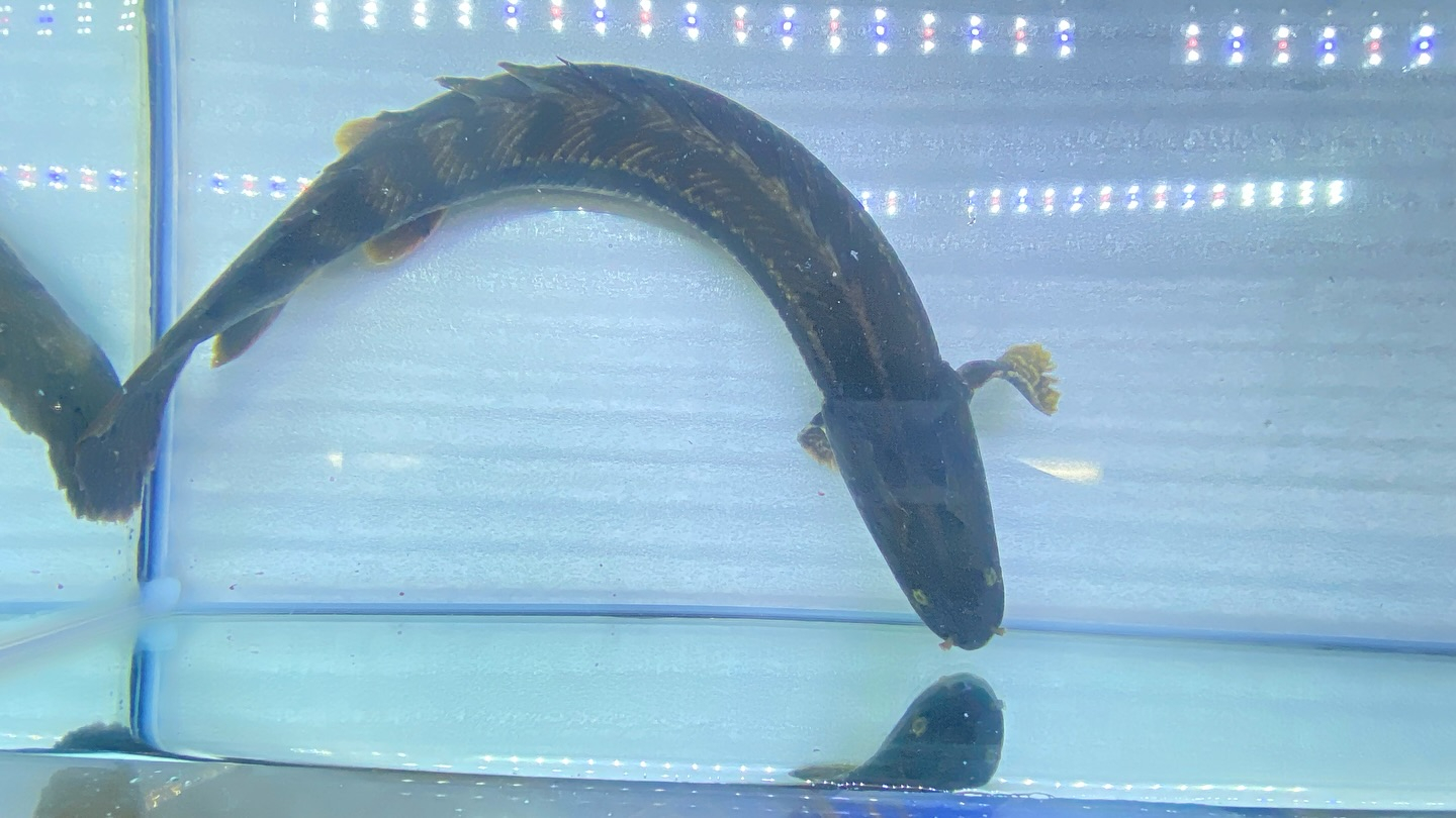 aquastyleg.base.shop/items/105...