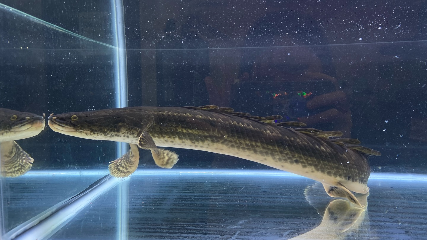 aquastyleg.base.shop/items/105...