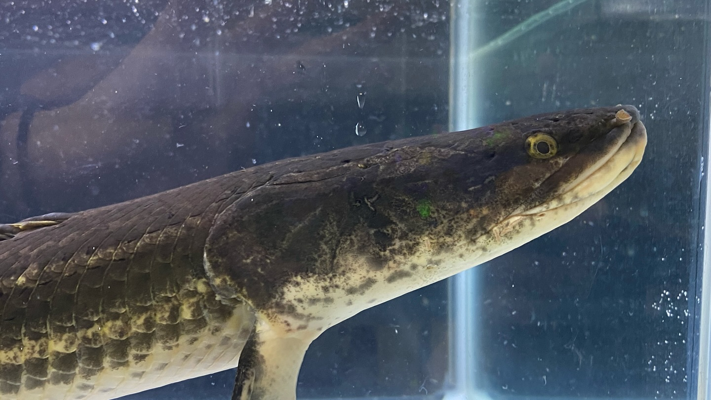 aquastyleg.base.shop/items/105...