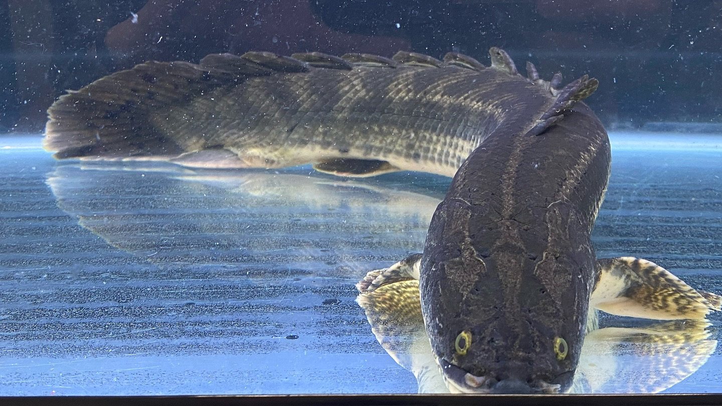 aquastyleg.base.shop/items/105...