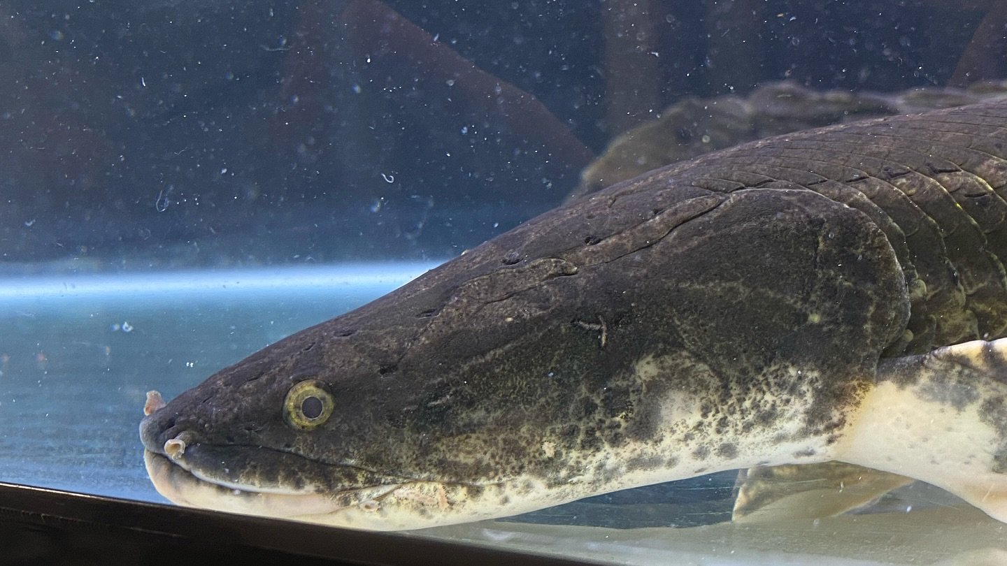 aquastyleg.base.shop/items/105...