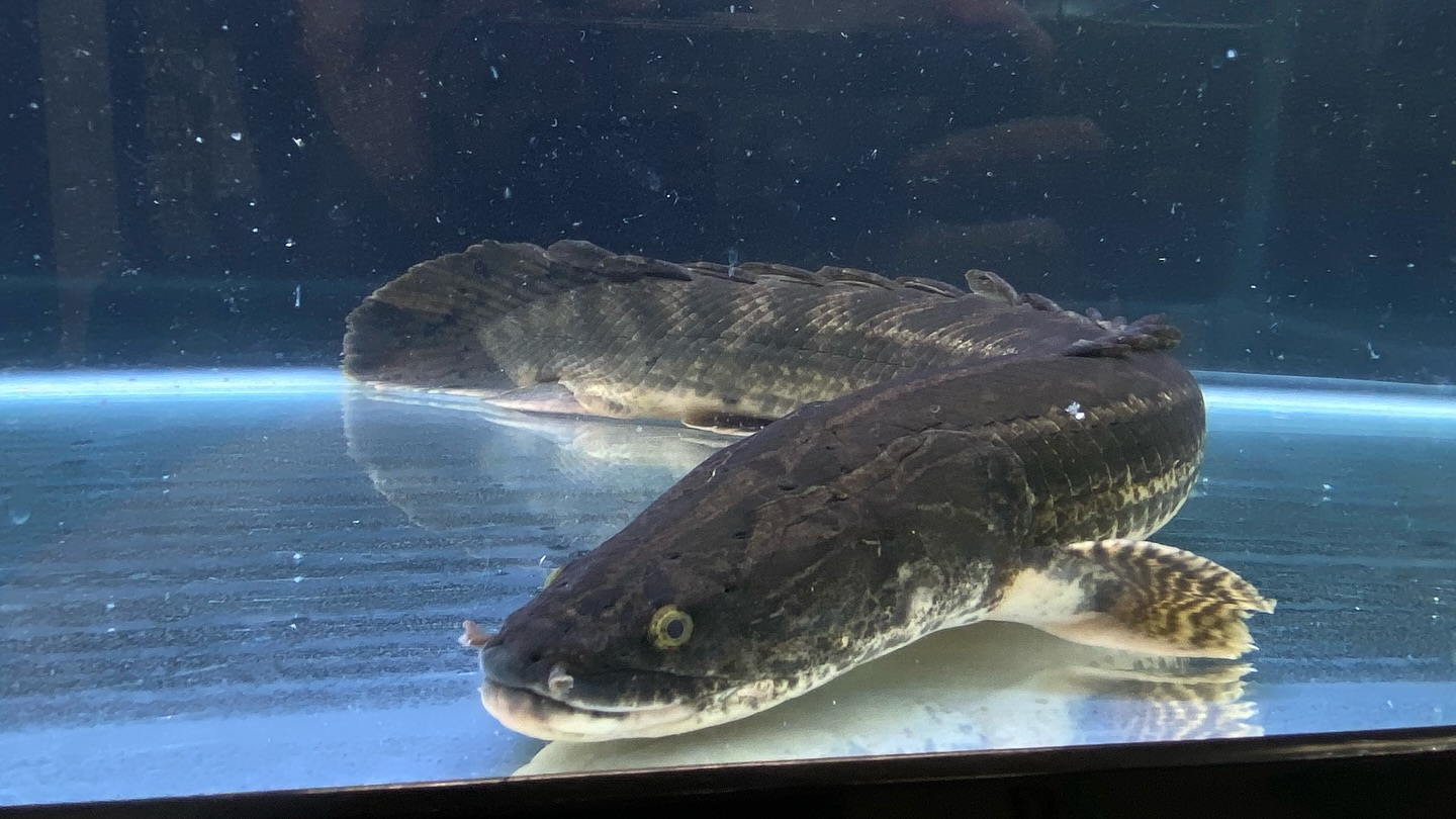 aquastyleg.base.shop/items/105...