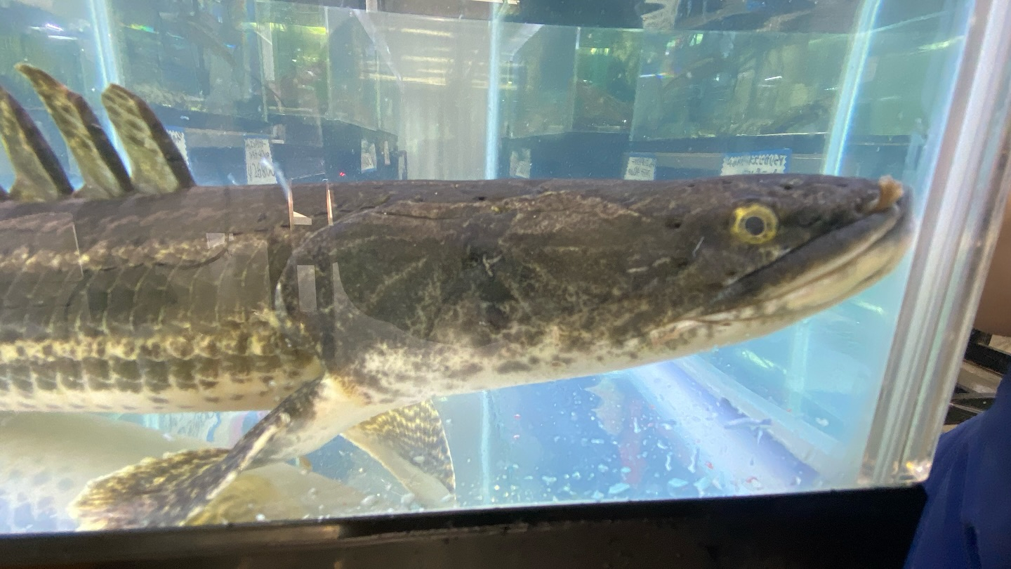 aquastyleg.base.shop/items/105...