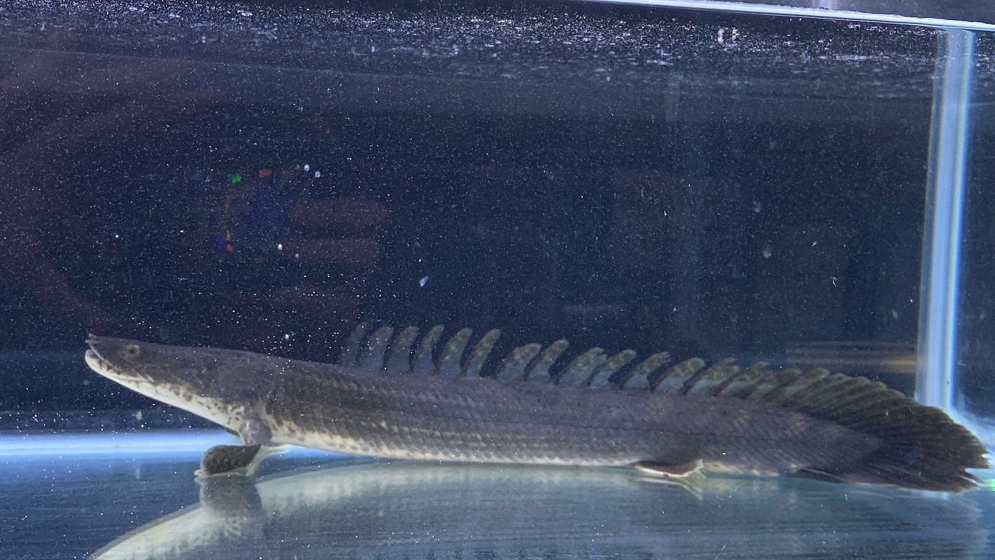 aquastyleg.base.shop/items/106...