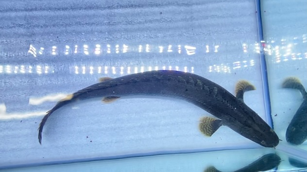 aquastyleg.base.shop/items/106...